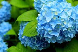 梅雨　アーユルヴェーダ　さいたま市